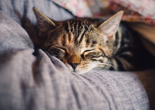 Allergens and Their Effects on Cats - by Life Stage and Symptom